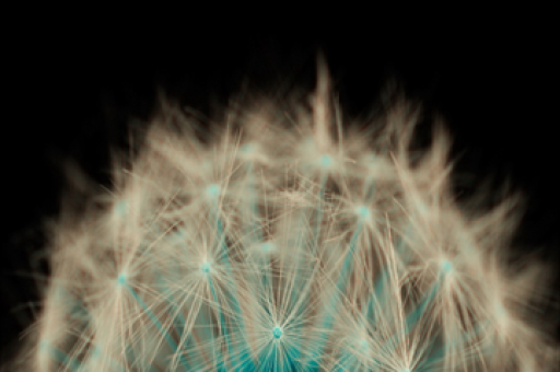 基因溯源揭秘康熙与洪承畴关系真相，历史谣言揭秘行动