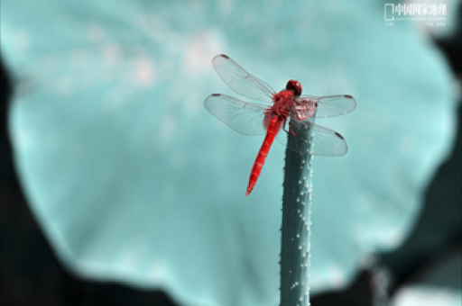 许绍雄出殡仪式举行,永恒的告别,11月18日的缅怀时刻